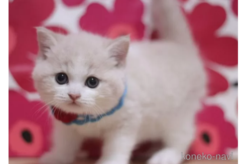 成約済の東京都のブリティッシュショートヘア-106561の6枚目